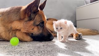 German Shepherd Refuses to Share Toy with Tiny Kittens [upl. by Joon]