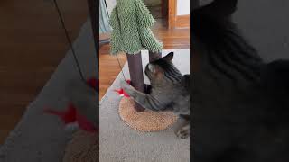 New Toy Funtime So Cute cutecat bentleyourboykitty shortsvideo [upl. by Eilrebmik739]