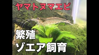 ゾエアから稚エビまで ヤマトヌマエビ繁殖成功 その方法公開 [upl. by Gaylor380]