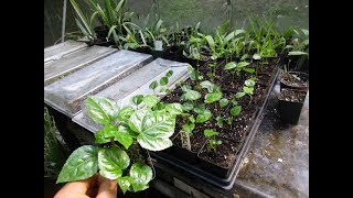 Fatsia japonica propagated from seed [upl. by Navar]