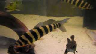 Leporinus fasciatus 35 cm [upl. by Notxed151]