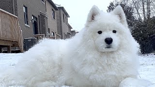 My Samoyed Loves to Stay Still and Enjoy Extreme Cold [upl. by Ynetsed480]