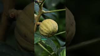 Hura crepitans fruit [upl. by Stockwell]