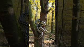 Snake on tree animal wildlife snake cobra [upl. by Dacie979]