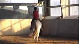 Ooruk Fjord Horse Gelding at TC Youth Open House [upl. by Boyt]