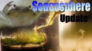 Huge Natural Saltwater Ecosphere  45 month update  So much life A complete succes [upl. by Molton535]