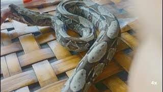 Assistforce feeding baby red tail boa First ever meal [upl. by Atterys]