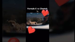 Formula r vs Cheetah viralvideo 2milion [upl. by Lacsap]