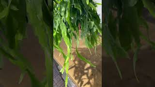 rhipsalis clavata محمية صديق البيئة [upl. by Teteak]