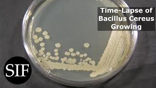 Time Lapse of Bacteria  Bacillus Cereus  Growing in Petri Dish [upl. by Acirtap]