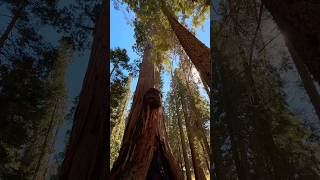 Giant Sequoia Tree Californias Sierra Nevada 🌲🇺🇸 hiking california [upl. by Kappel]