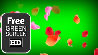 Flower petals green screen effect flower petals overlay green screen  Free green screen HD [upl. by Lizette23]