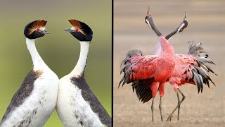 25 Birds With The Best Mating Dances In The World [upl. by Adar336]