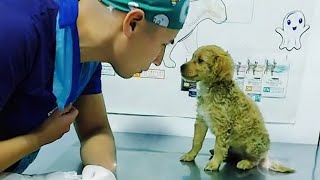 Even the bravest dogs get cold paws at the vet🤣 Funny Pet Video [upl. by Heddy]