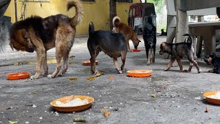 Dogs Eat Food Daily Video dog dogs doglover pets cuteanimals funnyanimals puppy shorts [upl. by Enelia]