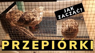 Jak zacząć hodowlę przepiórki  poradnik  ABC hodowli  cz1 1 Quail farming [upl. by Ahseena]