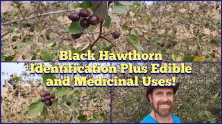 Black Hawthorn  Identification Description Edible and Medicinal Uses [upl. by Carilla743]