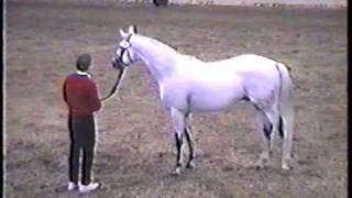 Special MemoriesTrakehner show jumping stallion at ATA stallion inspection [upl. by Erdeid]