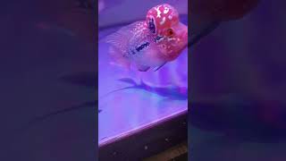 Baby SRD FLOWERHORN head pop Power geneticsaquarius viralvideo shorts fishtank coolfish [upl. by Wester968]