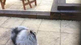 My Keeshond barking [upl. by Ahsahtan]