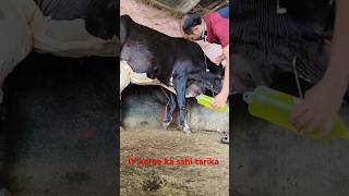 dextrose 20 percent infusion in jugular vein in a Cowgoruanimals [upl. by Dhumma]