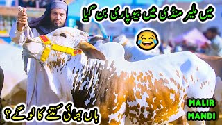 Malir Cow Mandi RATES amp BARGAINING  Cattle Market Karachi  Bakra Eid 2024 [upl. by Joacima]