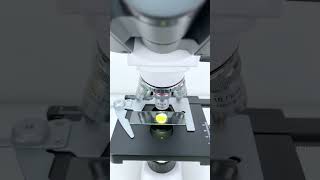 Softboiled egg magnified 40 times is seriously cool shorts microscope science [upl. by Ashton]