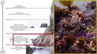 Benthos Intertidal Zone [upl. by Hanus761]