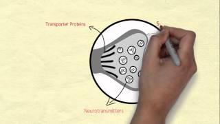 Introduction to Neurochemistry [upl. by Syah]