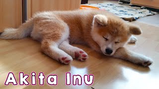 AKITA INU  The Life Of A Japanese Akita Puppy  秋田犬 [upl. by Iva]