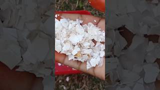 How to use Eggshells In Garden Plants fertilizergardening Shorts eggshellfertilizer [upl. by Grannias468]