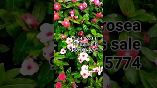 Different Colour vinca rosea Plants sale video [upl. by Notsua]