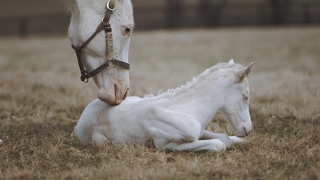 Rare White Foal a Patchen Wilkes Specialty [upl. by Adnalohs543]