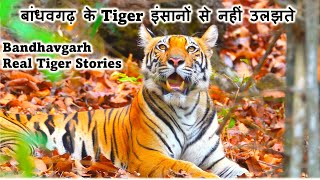 बांधवगढ़ के Tiger इंसानों से नहीं उलझते  Bandhavgarh Real Tiger Stories [upl. by Querida]