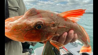 How to fillet and bone a gurnard [upl. by Elauqsap]