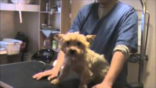 Grooming an Aggressive Yorkie Yorkshire Terrier Part 1 [upl. by Steffie]