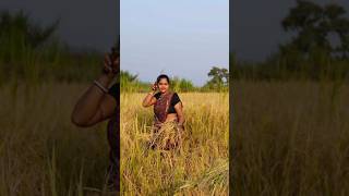 Advanta paddy 8283 harvesting 🌾 farming farmer shorts video [upl. by Navetse]