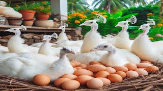 Full Video 700 Days Raise Peacocks To Preserve Rare Birds On Poultry Farm [upl. by Germayne]