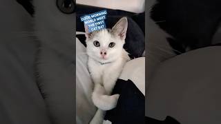 meet the first cat bat fypシ゚viral funny cat bat trendingfunnyshort [upl. by Akerehs]