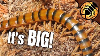 HUGE New Centipede Ethmostigmus rubripes [upl. by Ellenor678]