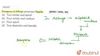 Zoospore of Albugo possesses flagella [upl. by Daniel524]