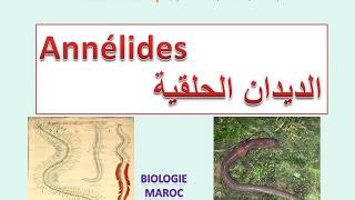 Annélides sv3 شعبة الديدان الحلقية [upl. by Ivon]