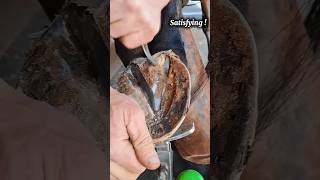 horse hooves cleaning horse hoof satisfying horsefarrier asmr [upl. by Arrol]