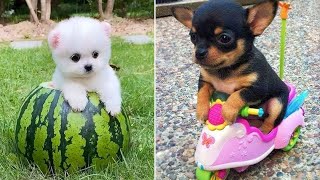 Baby Dogs 🔴 Cute and Funny Dog Videos Compilation 13  30 Minutes of Funny Puppy Videos 2021 [upl. by Amandy]