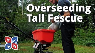 Do My Own Lawn Care  Overseeding Tall Fescue Grass  Ep29 [upl. by Naashar247]