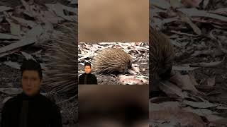 Surprising Echidna Survival Tactics 🦔wildlife animals [upl. by Danby725]