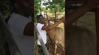 Deworming cattle [upl. by Toddy]