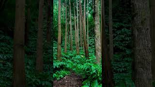 Hidden Forest 📍 Shot in Azores Islands Sao Miguelforest forestphotography forestlovers travel [upl. by Eelrebma]