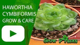 Haworthia cymbiformis  grow amp care [upl. by Ardine422]