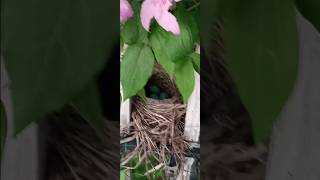 3 Robin Eggs surrounded by beautiful Clematis flowers 🥚🐣 shorts birds garden nature animals [upl. by Swain]